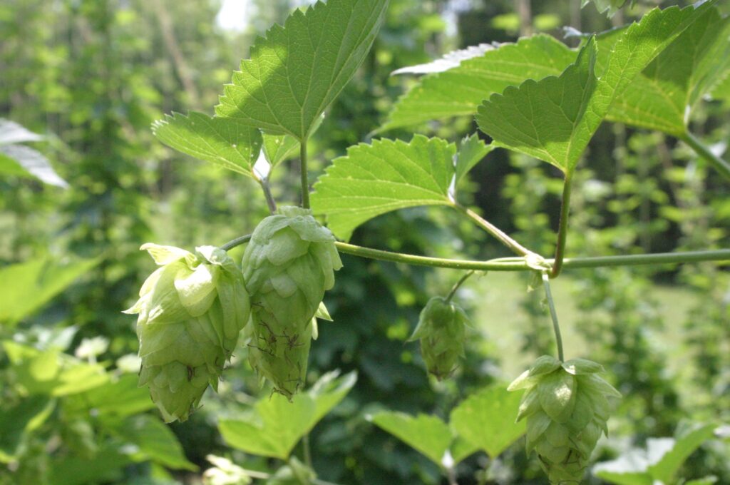 Hops1